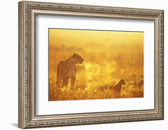 Lioness and Cub-null-Framed Photographic Print