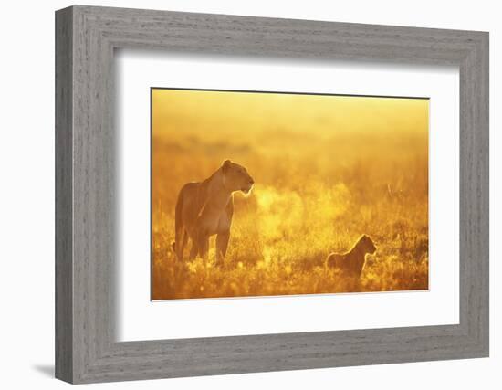 Lioness and Cub-null-Framed Photographic Print