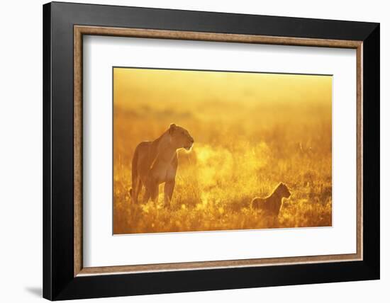 Lioness and Cub-null-Framed Photographic Print