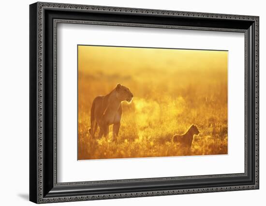 Lioness and Cub-null-Framed Photographic Print