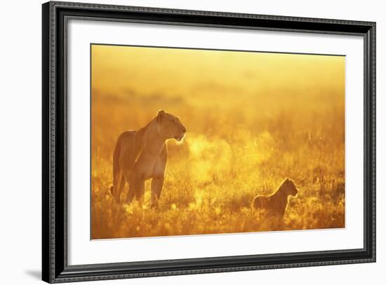 Lioness and Cub-null-Framed Photographic Print