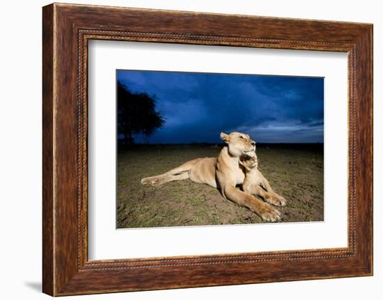 Lioness and Cub-null-Framed Photographic Print