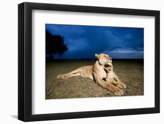 Lioness and Cub-null-Framed Photographic Print