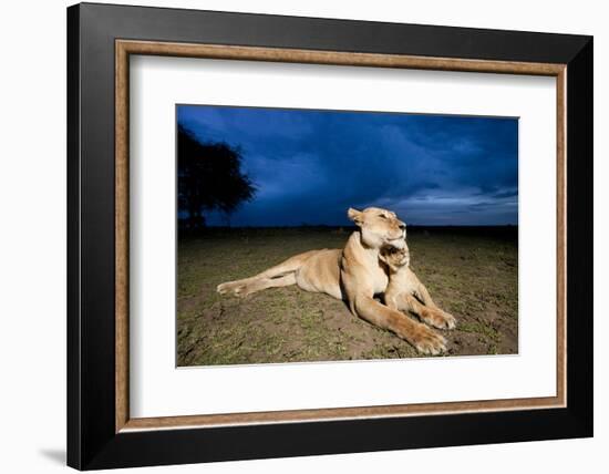 Lioness and Cub-null-Framed Photographic Print