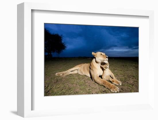 Lioness and Cub-null-Framed Photographic Print