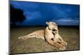 Photographic Print
