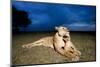 Lioness and Cub-null-Mounted Photographic Print