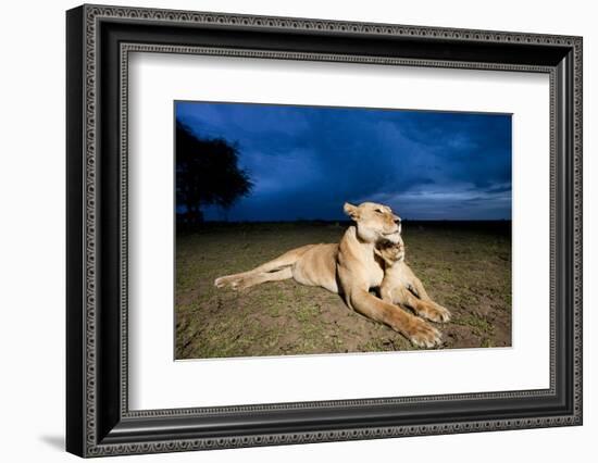 Lioness and Cub-null-Framed Photographic Print