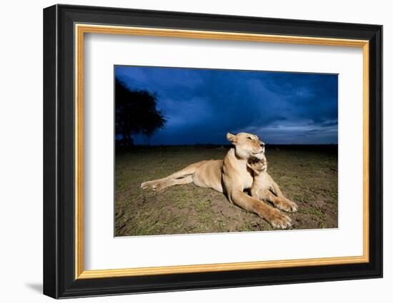 Lioness and Cub-null-Framed Photographic Print