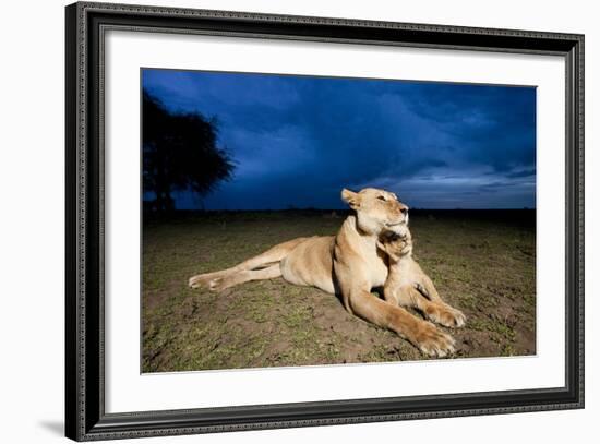 Lioness and Cub-null-Framed Photographic Print