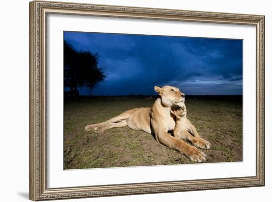 Lioness and Cub--Framed Photographic Print