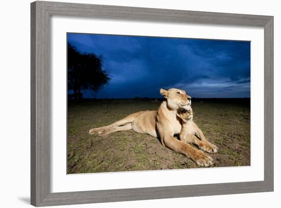 Lioness and Cub-null-Framed Photographic Print