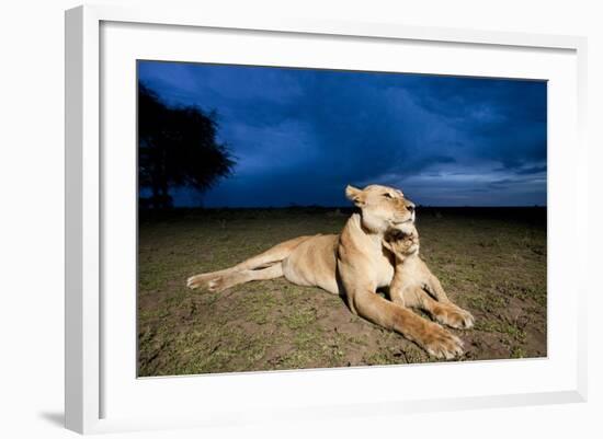 Lioness and Cub-null-Framed Photographic Print