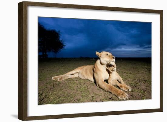 Lioness and Cub-null-Framed Photographic Print