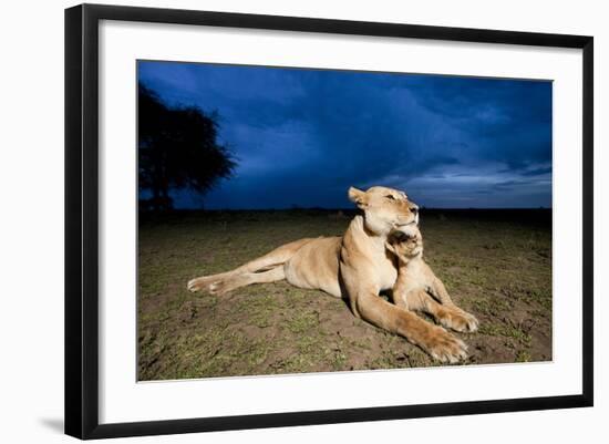 Lioness and Cub-null-Framed Photographic Print