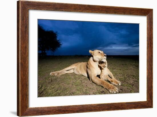 Lioness and Cub-null-Framed Photographic Print