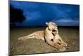 Photographic Print
