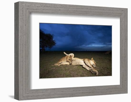 Lioness and Cub-Paul Souders-Framed Photographic Print