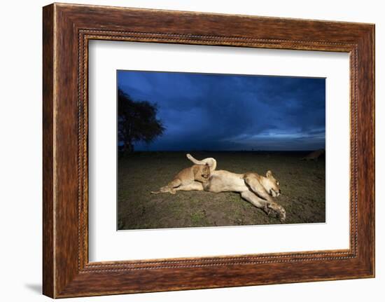 Lioness and Cub-Paul Souders-Framed Photographic Print