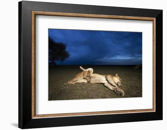 Lioness and Cub-Paul Souders-Framed Photographic Print