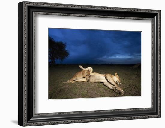 Lioness and Cub-Paul Souders-Framed Photographic Print