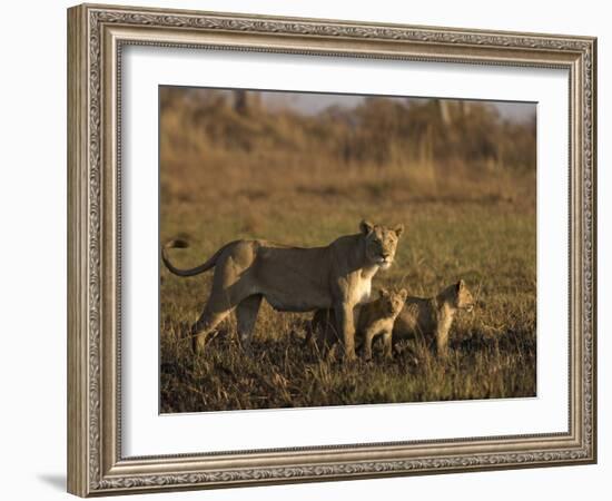 Lioness and Cubs, Busanga Plains, Kafue National Park, Zambia, Africa-Sergio Pitamitz-Framed Photographic Print