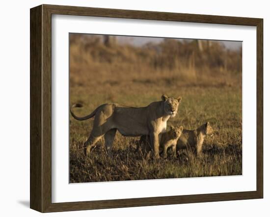 Lioness and Cubs, Busanga Plains, Kafue National Park, Zambia, Africa-Sergio Pitamitz-Framed Photographic Print