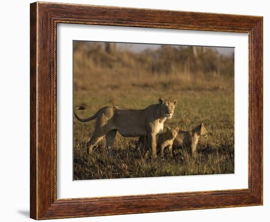 Lioness and Cubs, Busanga Plains, Kafue National Park, Zambia, Africa-Sergio Pitamitz-Framed Photographic Print