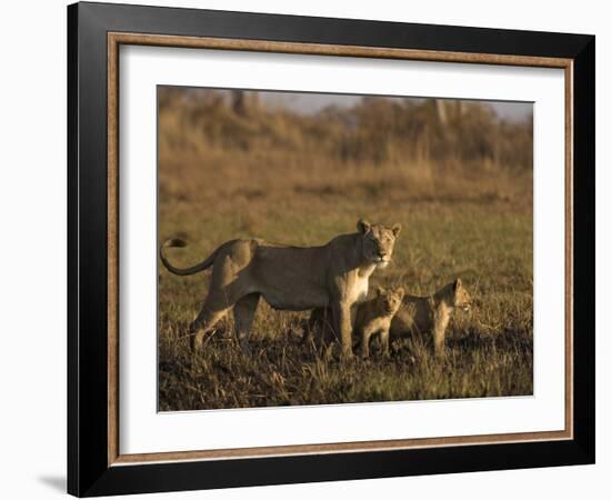 Lioness and Cubs, Busanga Plains, Kafue National Park, Zambia, Africa-Sergio Pitamitz-Framed Photographic Print