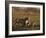 Lioness and Cubs, Busanga Plains, Kafue National Park, Zambia, Africa-Sergio Pitamitz-Framed Photographic Print