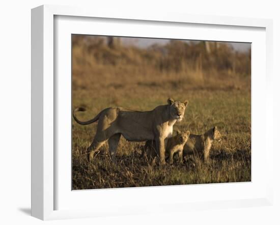 Lioness and Cubs, Busanga Plains, Kafue National Park, Zambia, Africa-Sergio Pitamitz-Framed Photographic Print