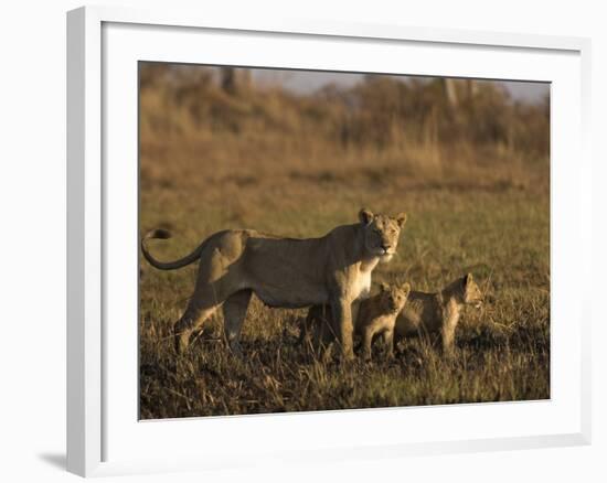 Lioness and Cubs, Busanga Plains, Kafue National Park, Zambia, Africa-Sergio Pitamitz-Framed Photographic Print