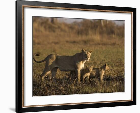 Lioness and Cubs, Busanga Plains, Kafue National Park, Zambia, Africa-Sergio Pitamitz-Framed Photographic Print