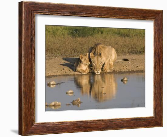 Lioness and Cubs, Kgalagadi Transfrontier Park, Northern Cape, South Africa, Africa-Toon Ann & Steve-Framed Photographic Print