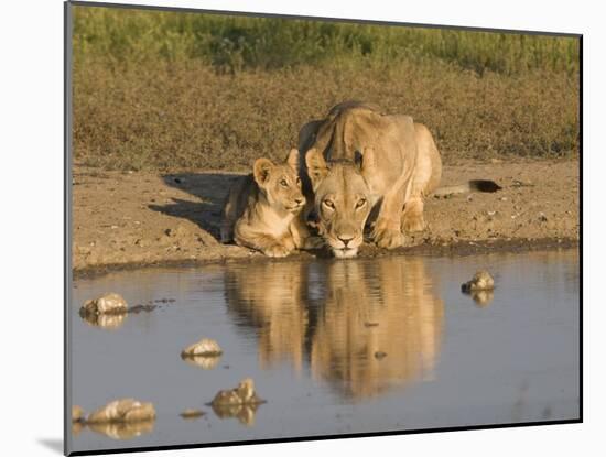 Lioness and Cubs, Kgalagadi Transfrontier Park, Northern Cape, South Africa, Africa-Toon Ann & Steve-Mounted Photographic Print