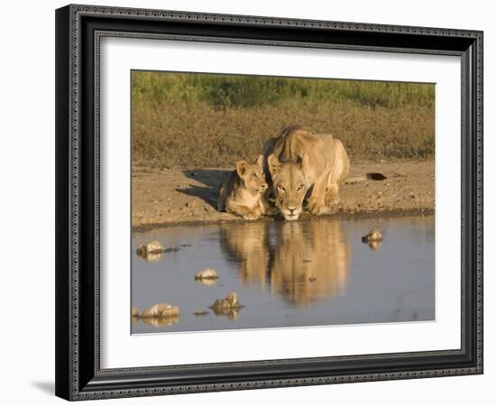 Lioness and Cubs, Kgalagadi Transfrontier Park, Northern Cape, South Africa, Africa-Toon Ann & Steve-Framed Photographic Print