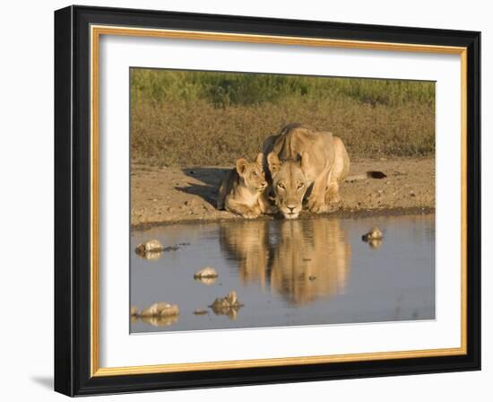 Lioness and Cubs, Kgalagadi Transfrontier Park, Northern Cape, South Africa, Africa-Toon Ann & Steve-Framed Photographic Print