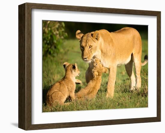 Lioness and cubs, Masai Mara, Kenya, East Africa, Africa-Karen Deakin-Framed Photographic Print