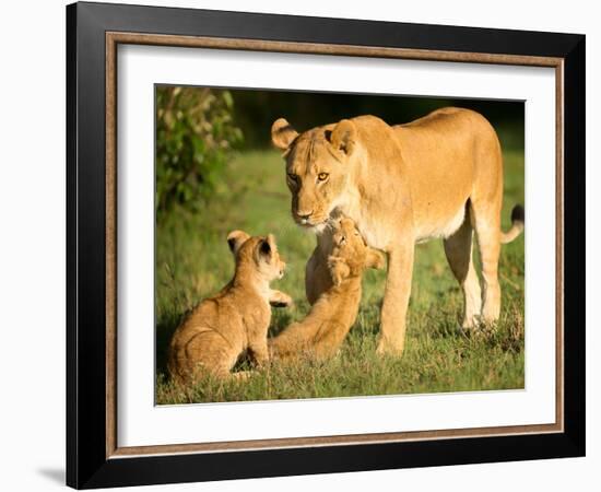 Lioness and cubs, Masai Mara, Kenya, East Africa, Africa-Karen Deakin-Framed Photographic Print