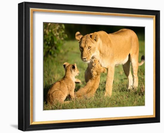 Lioness and cubs, Masai Mara, Kenya, East Africa, Africa-Karen Deakin-Framed Photographic Print