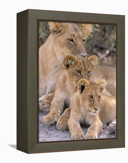 Lioness and Cubs, Okavango Delta, Botswana-Pete Oxford-Framed Premier Image Canvas