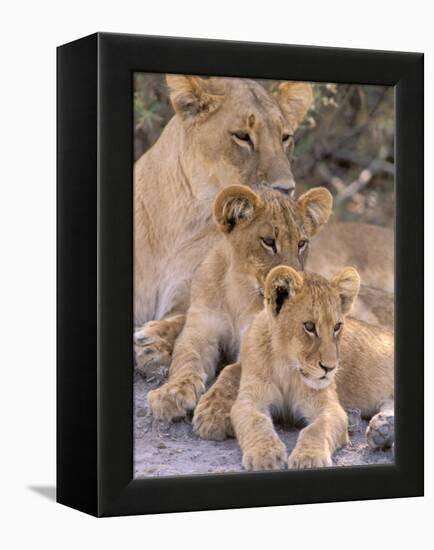 Lioness and Cubs, Okavango Delta, Botswana-Pete Oxford-Framed Premier Image Canvas