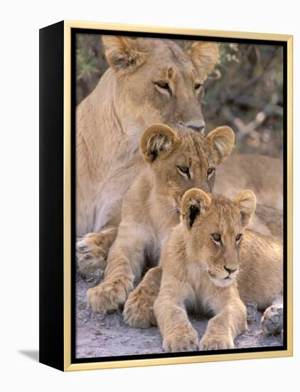 Lioness and Cubs, Okavango Delta, Botswana-Pete Oxford-Framed Premier Image Canvas