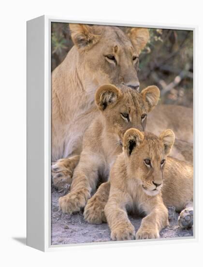 Lioness and Cubs, Okavango Delta, Botswana-Pete Oxford-Framed Premier Image Canvas