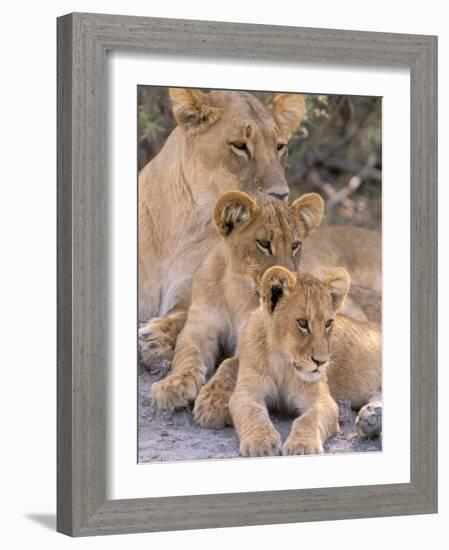 Lioness and Cubs, Okavango Delta, Botswana-Pete Oxford-Framed Photographic Print