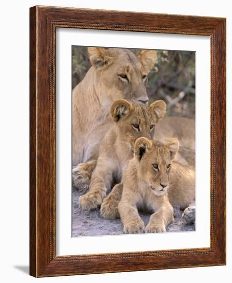 Lioness and Cubs, Okavango Delta, Botswana-Pete Oxford-Framed Photographic Print