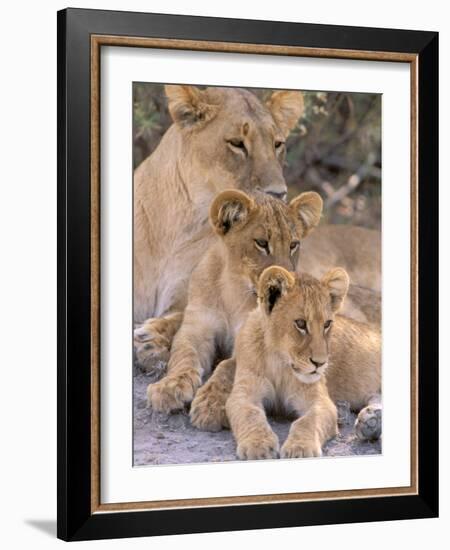 Lioness and Cubs, Okavango Delta, Botswana-Pete Oxford-Framed Photographic Print