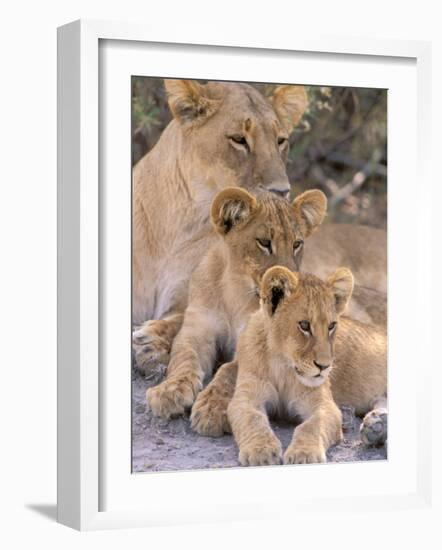 Lioness and Cubs, Okavango Delta, Botswana-Pete Oxford-Framed Photographic Print