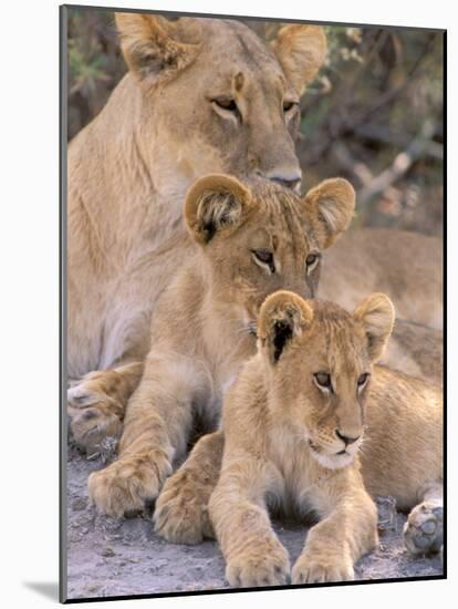 Lioness and Cubs, Okavango Delta, Botswana-Pete Oxford-Mounted Photographic Print