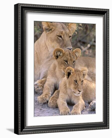 Lioness and Cubs, Okavango Delta, Botswana-Pete Oxford-Framed Photographic Print